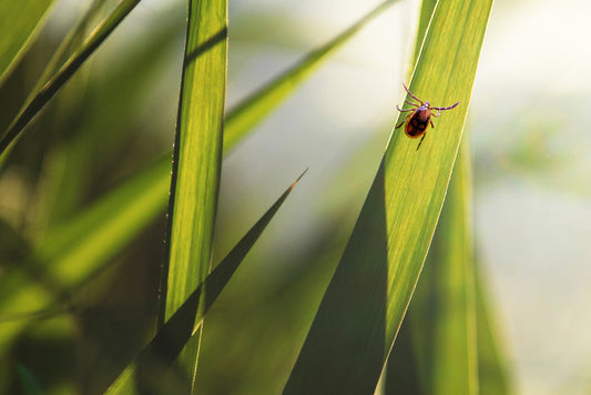 Tick Prevention Tips: Doctor’s Guide to Staying Safe Outdoors